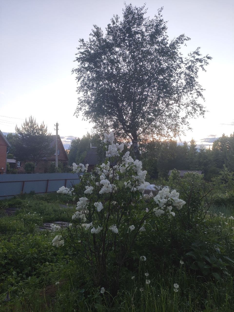 Растения на даче